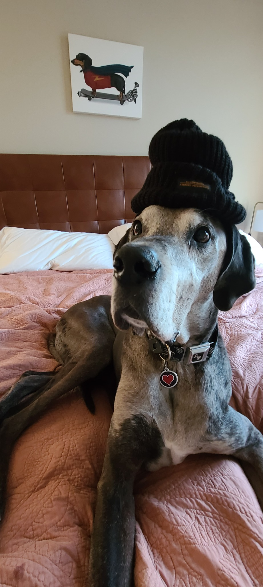 Ookii Inu sitting on a bed wearing a tall black knit hat